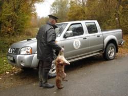 Ramassage d'animaux sauvages victimes de collisions.